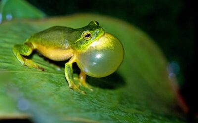 What is the sensation in your throat?